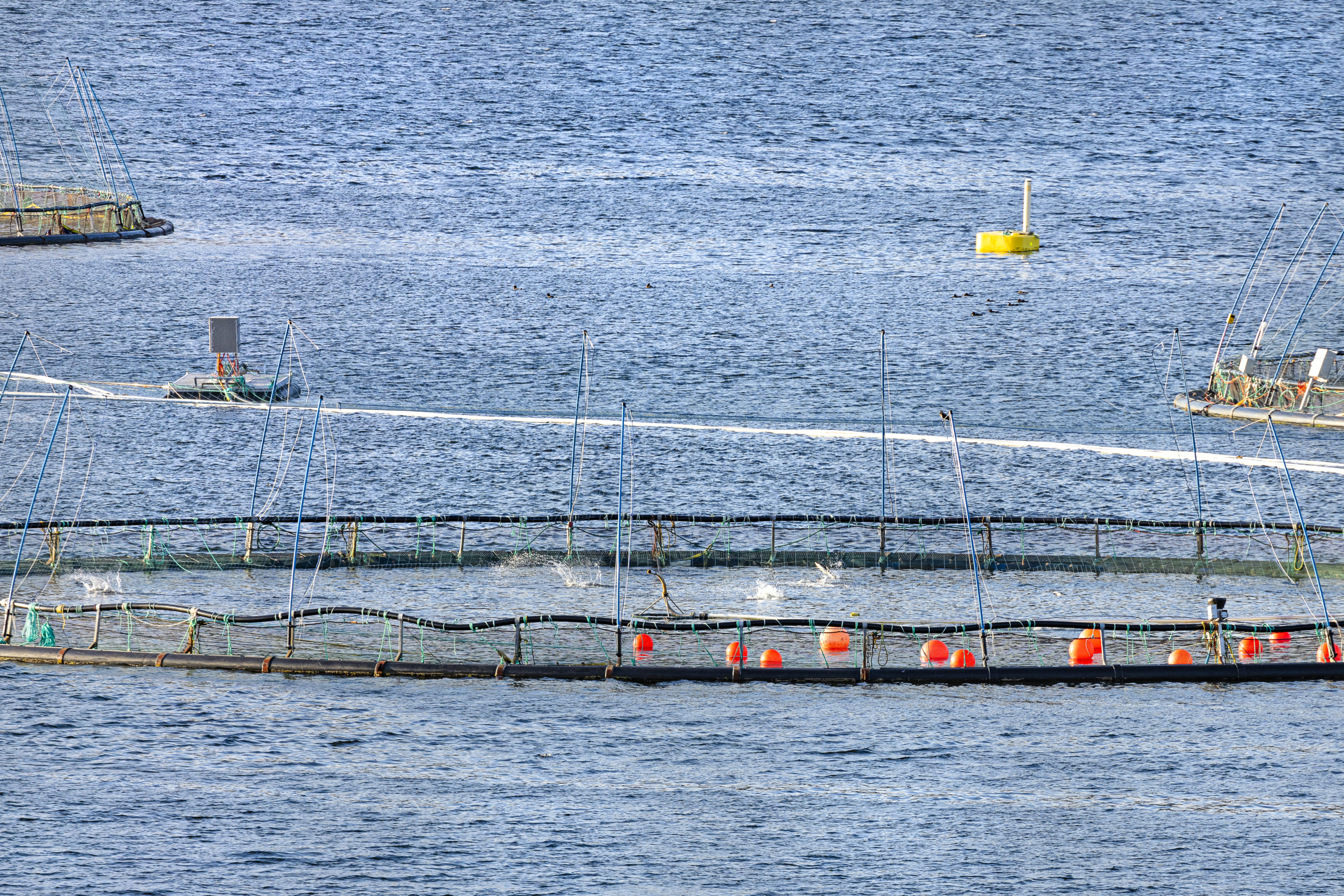 Cela peut améliorer le bien-être des poissons d’élevage