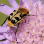 Trichius fasciatus