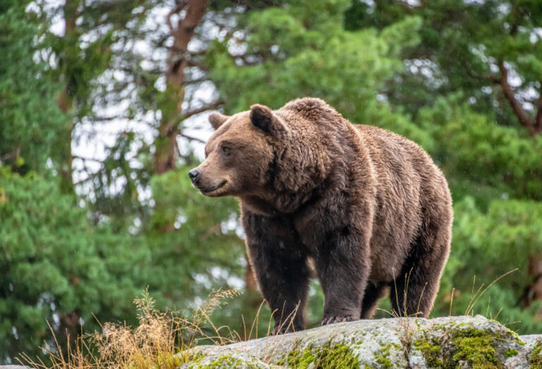 Björn