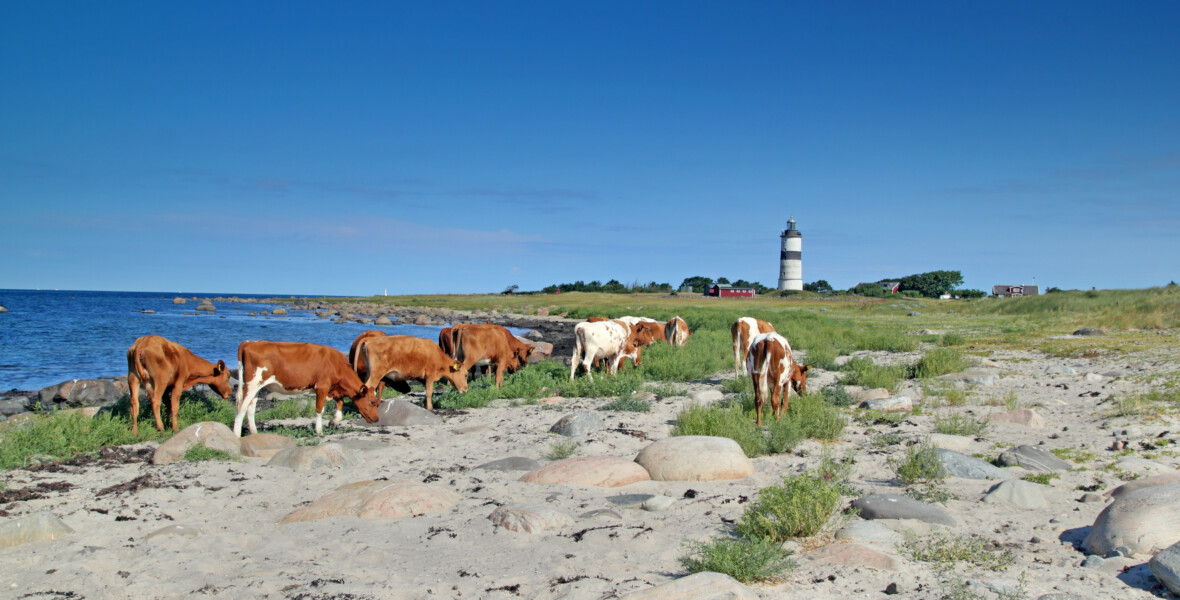 Kor på strand