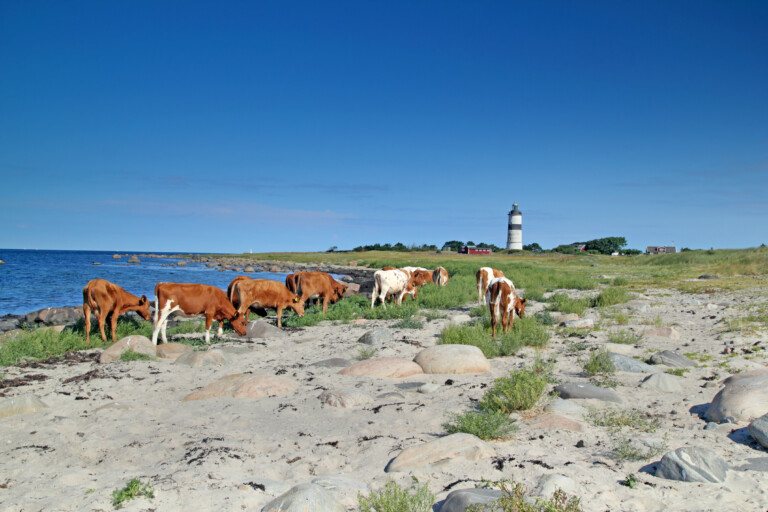 Kor på strand