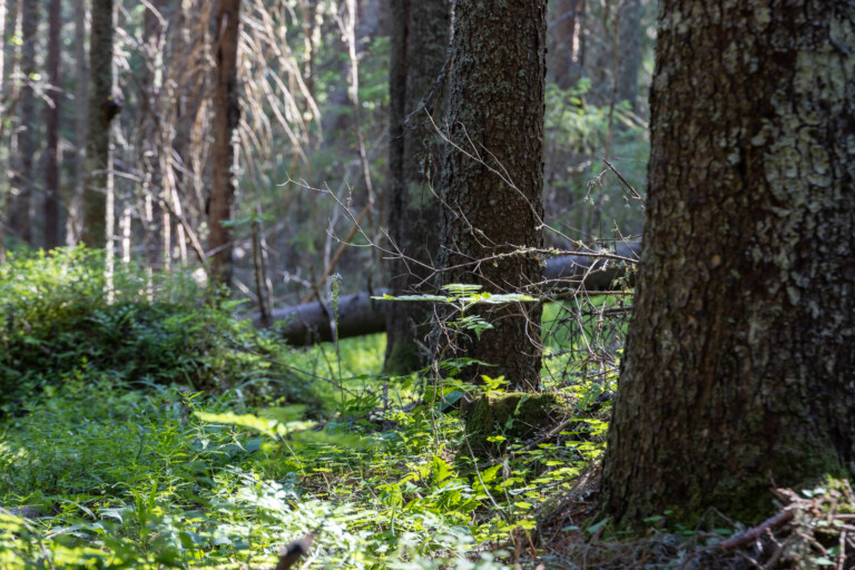 Skog