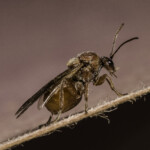 Cynipidae