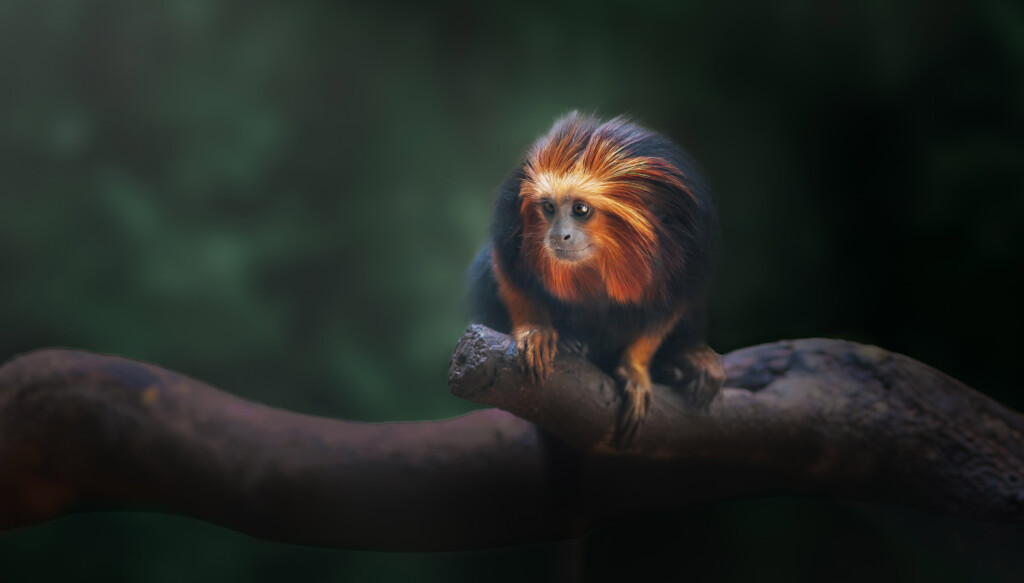 Golden lion tamarin