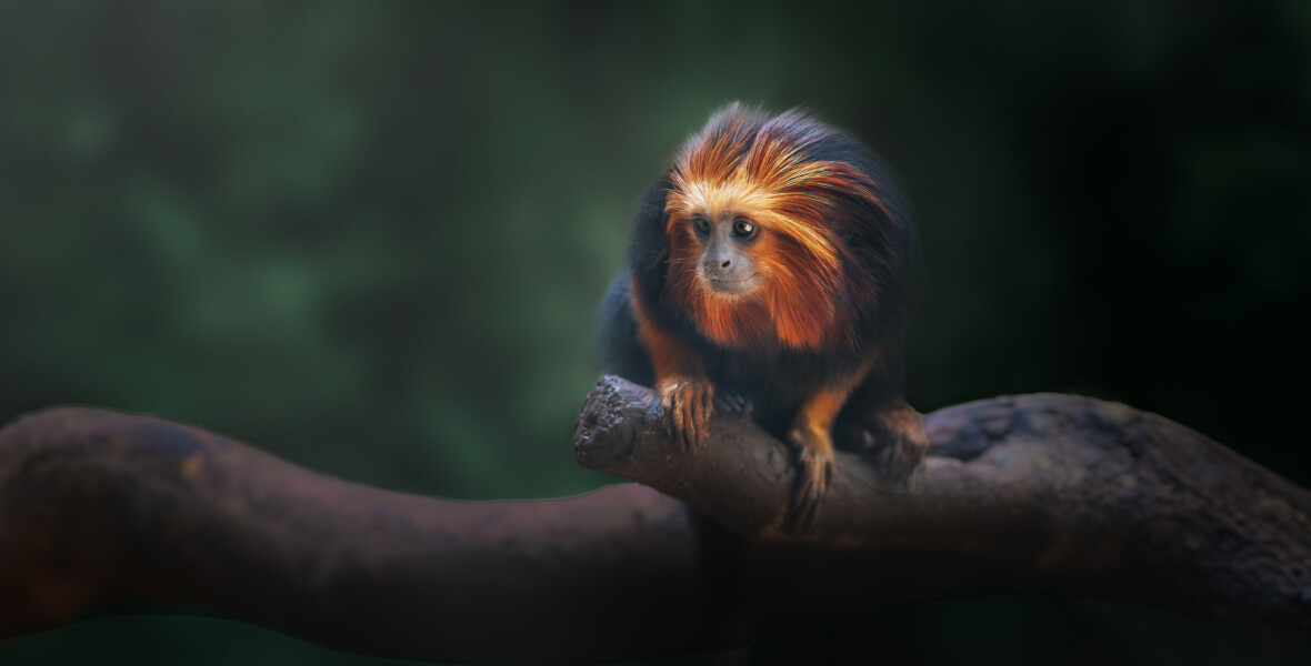 Golden lion tamarin