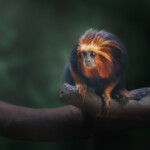 Golden lion tamarin