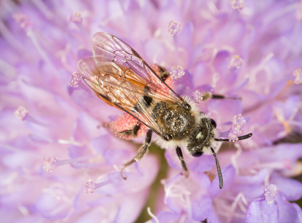 Andrena marginata