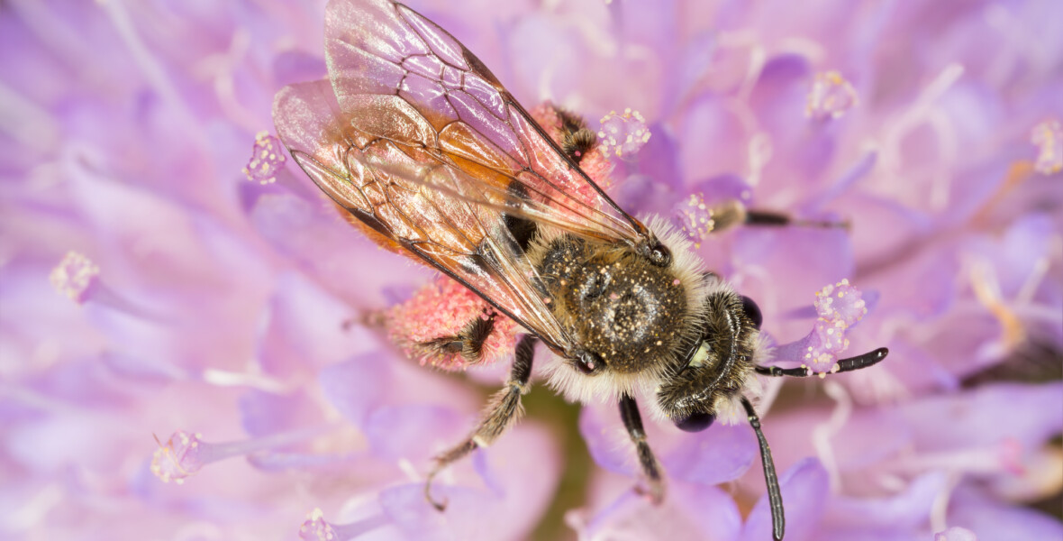 Andrena marginata