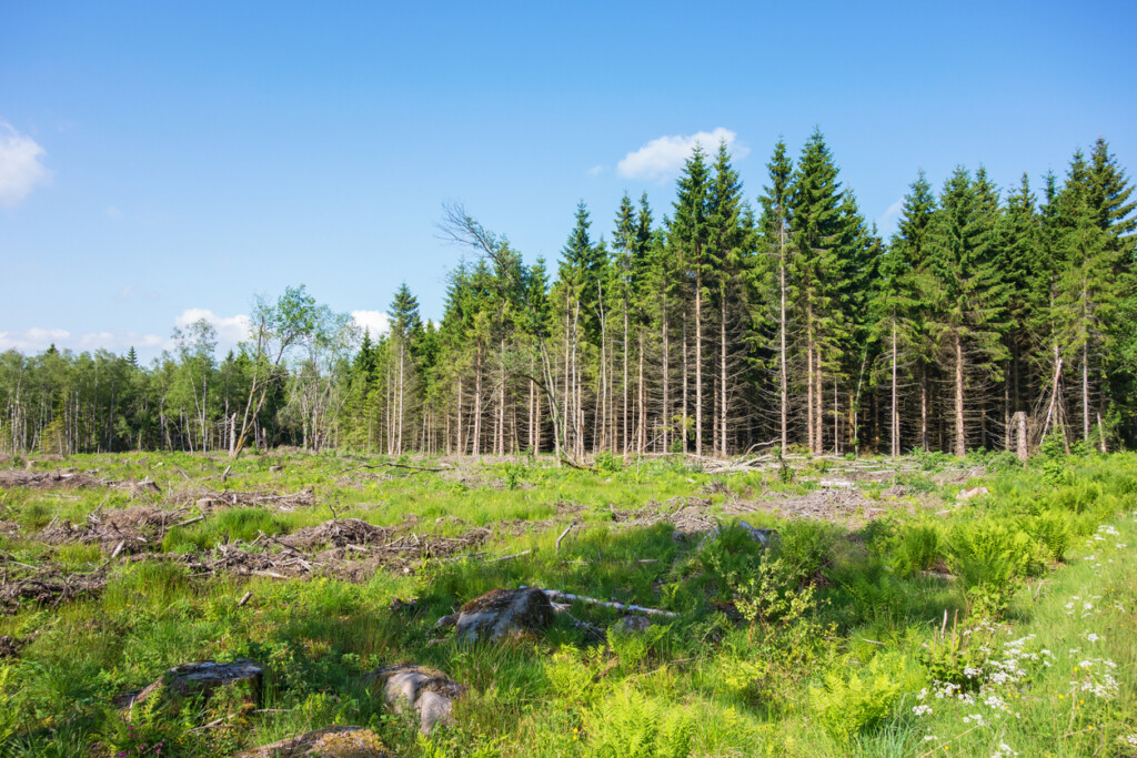 Skog