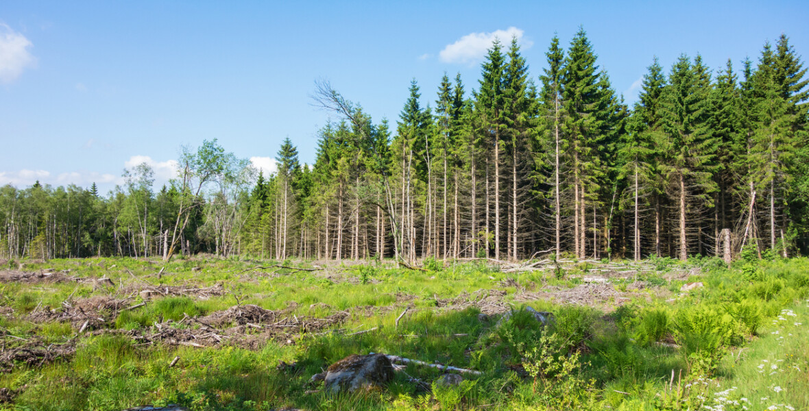 Skog