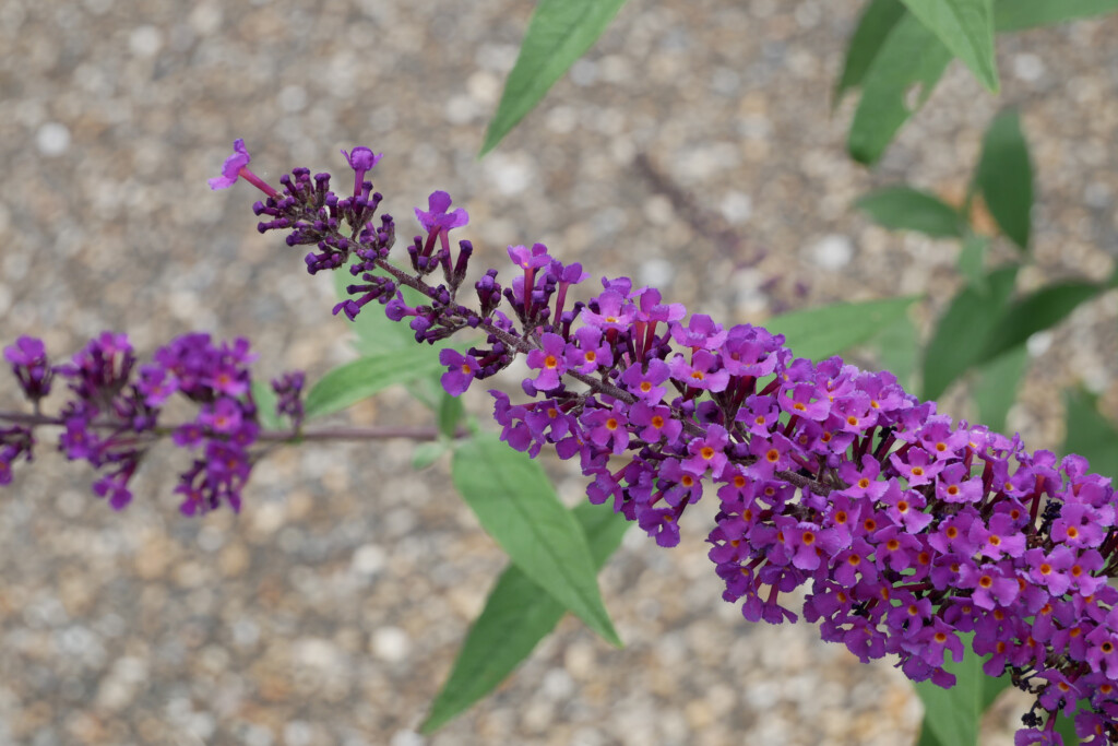 Buddleja davidii