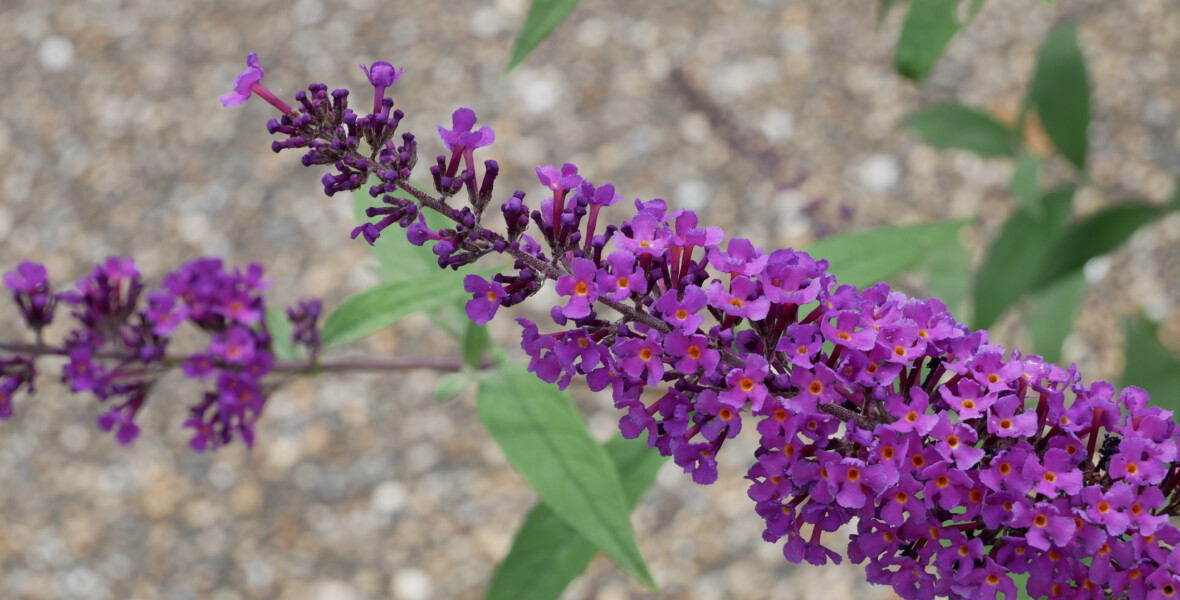 Buddleja davidii