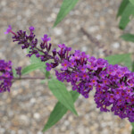 Buddleja davidii